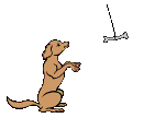 Dog begging