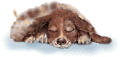 Dogge