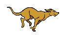Dog running